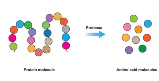 Proteases