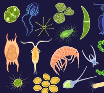 Marine microorganisms
