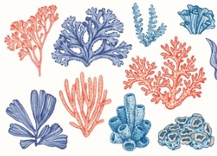 Marine plants