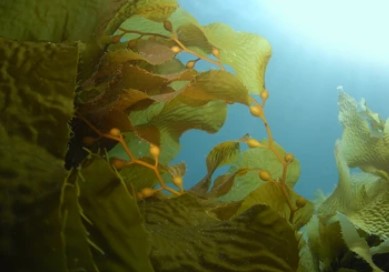 Brown algae