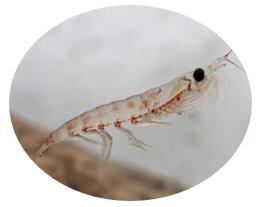 Nutritional value of Antarctic krill