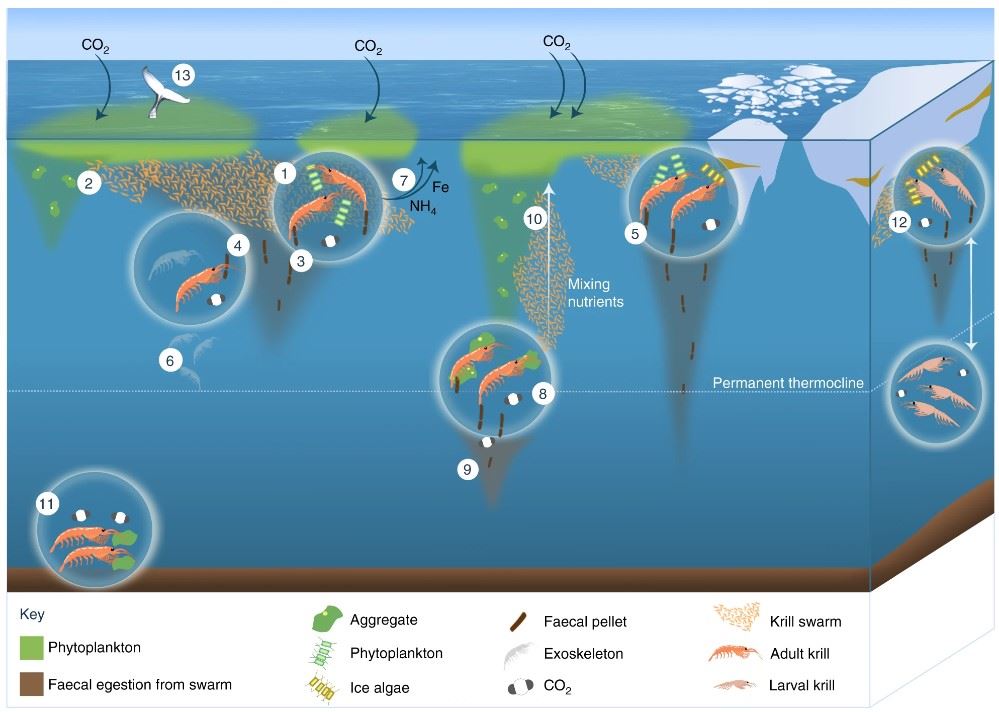 Role of Antarctic krill in biogeochemical cycles