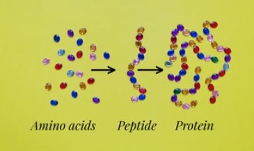 Marine-derived peptides