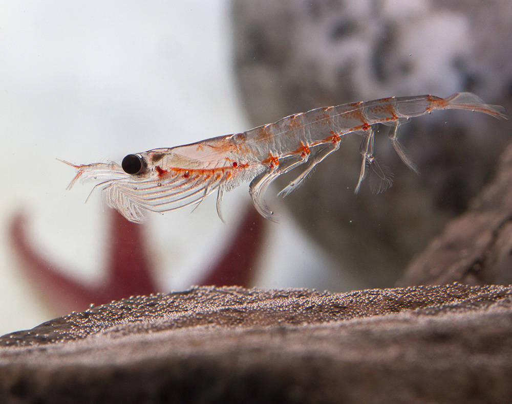 The Value of Antarctic Krill