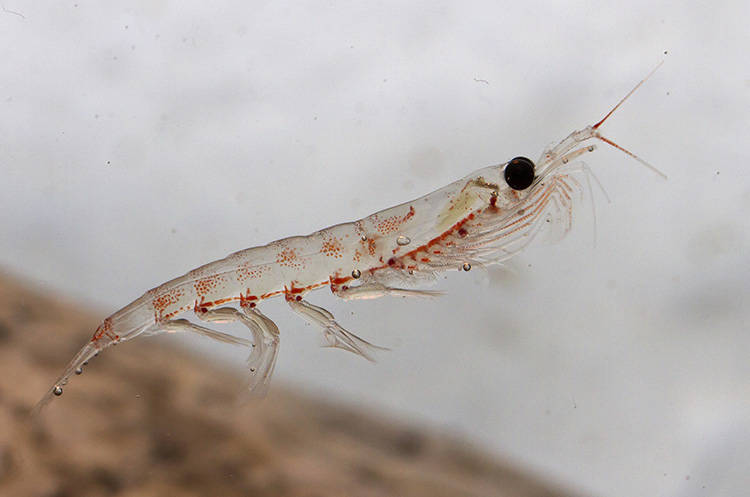 The Value of Antarctic Krill